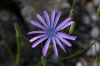 Lactuca perennis